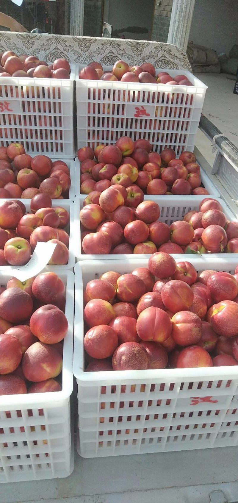 秦皇岛市卢龙县精品套袋黄油大量上市，颜色好，口感脆甜。
