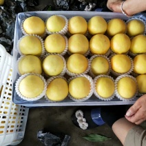 秦皇岛市卢龙县精品套袋黄油大量上市，颜色好，口感脆甜。