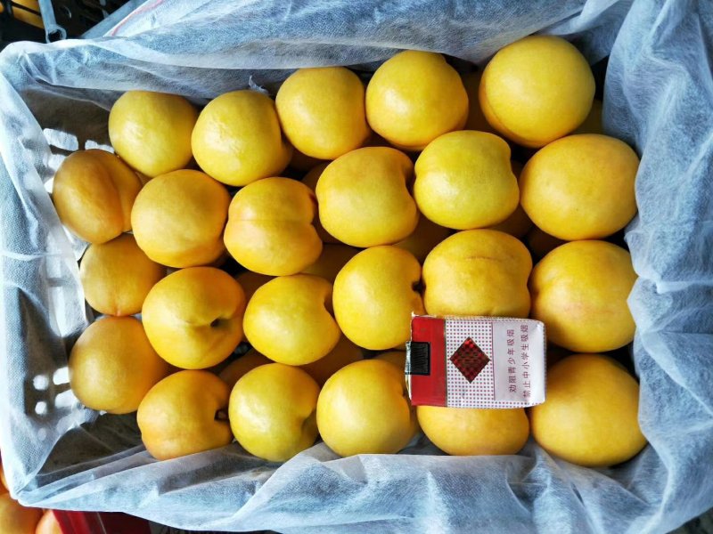 秦皇岛市卢龙县精品套袋黄油大量上市，颜色好，口感脆甜。