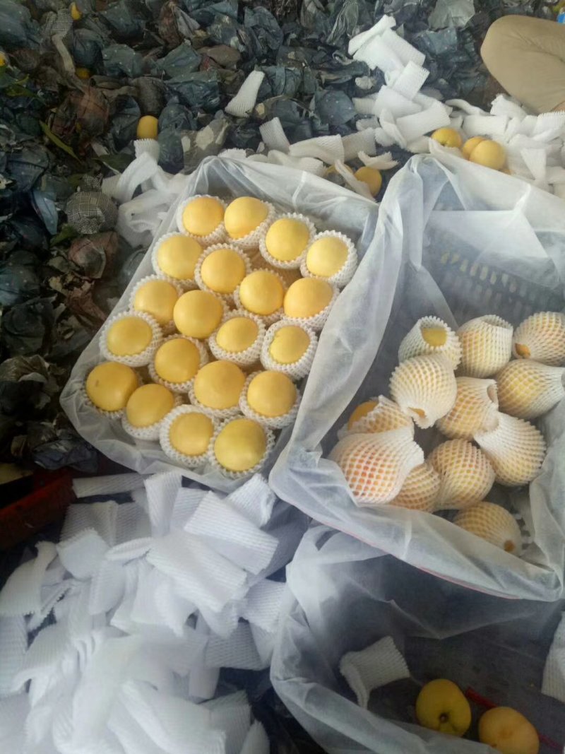 秦皇岛市卢龙县精品套袋黄油大量上市，颜色好，口感脆甜。