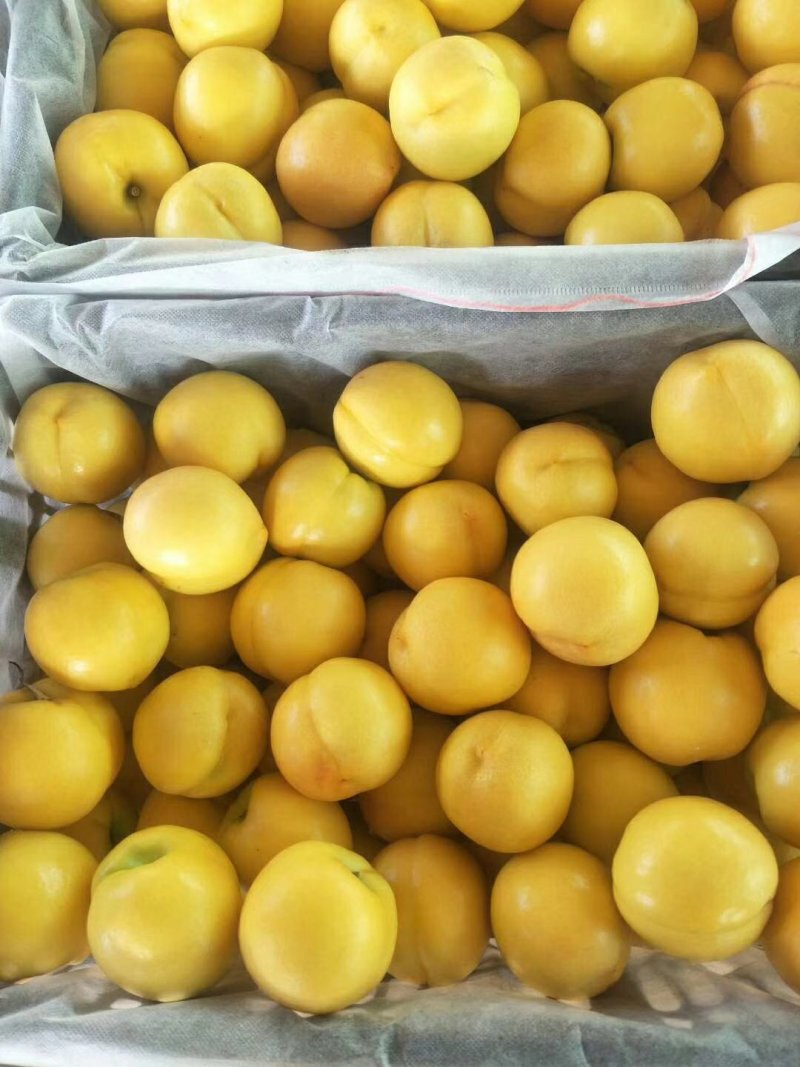 秦皇岛市卢龙县精品套袋黄油大量上市，颜色好，口感脆甜。