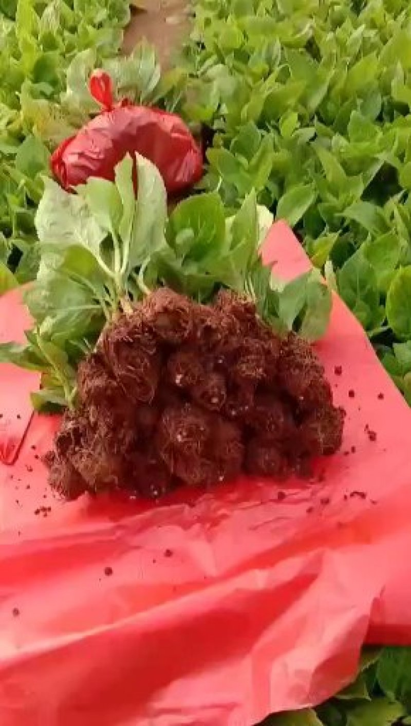云南批发绣球花小苗基地发货，空运包邮到家