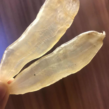 85头水晶厚肉鳘鱼胶