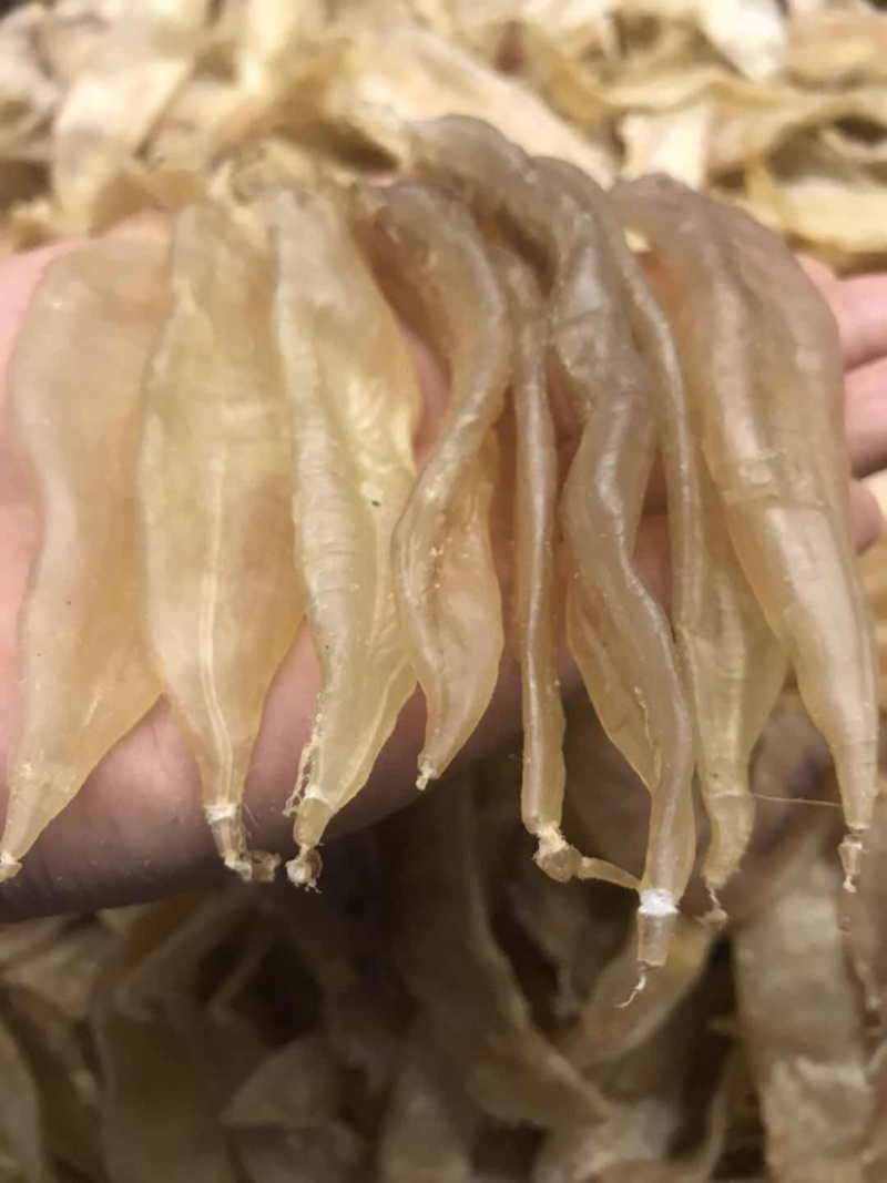 85头水晶厚肉鳘鱼胶