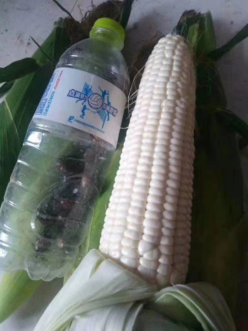 新野万亩糯玉米大量上市，个头大，颜色好看，口感好，