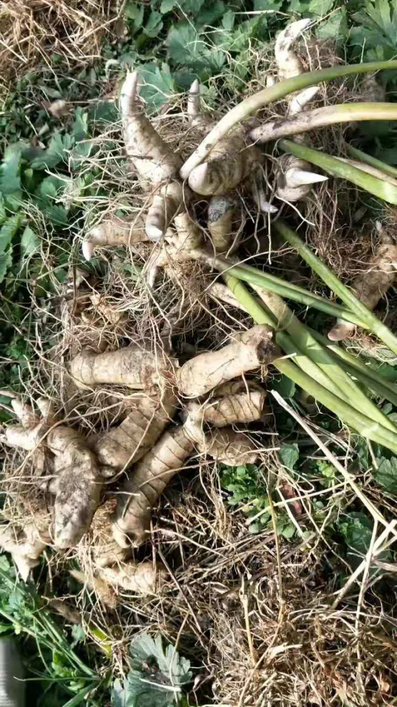热河黄精，辽宁品种，大玉