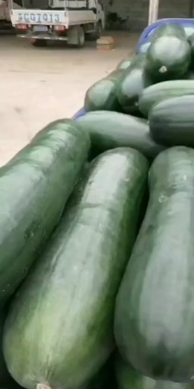 山东大黑皮冬瓜，我处冬瓜以条长，个大，肉厚，皮黑，腔小