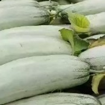 山东莘县博洋甜瓜61，大量供应货源充足，地头货，现摘
