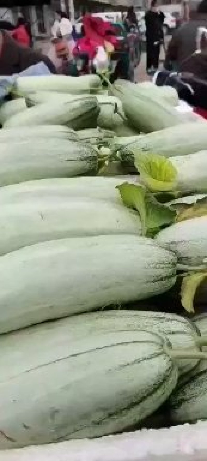 山东莘县博洋甜瓜61，大量供应货源充足，地头货，现摘