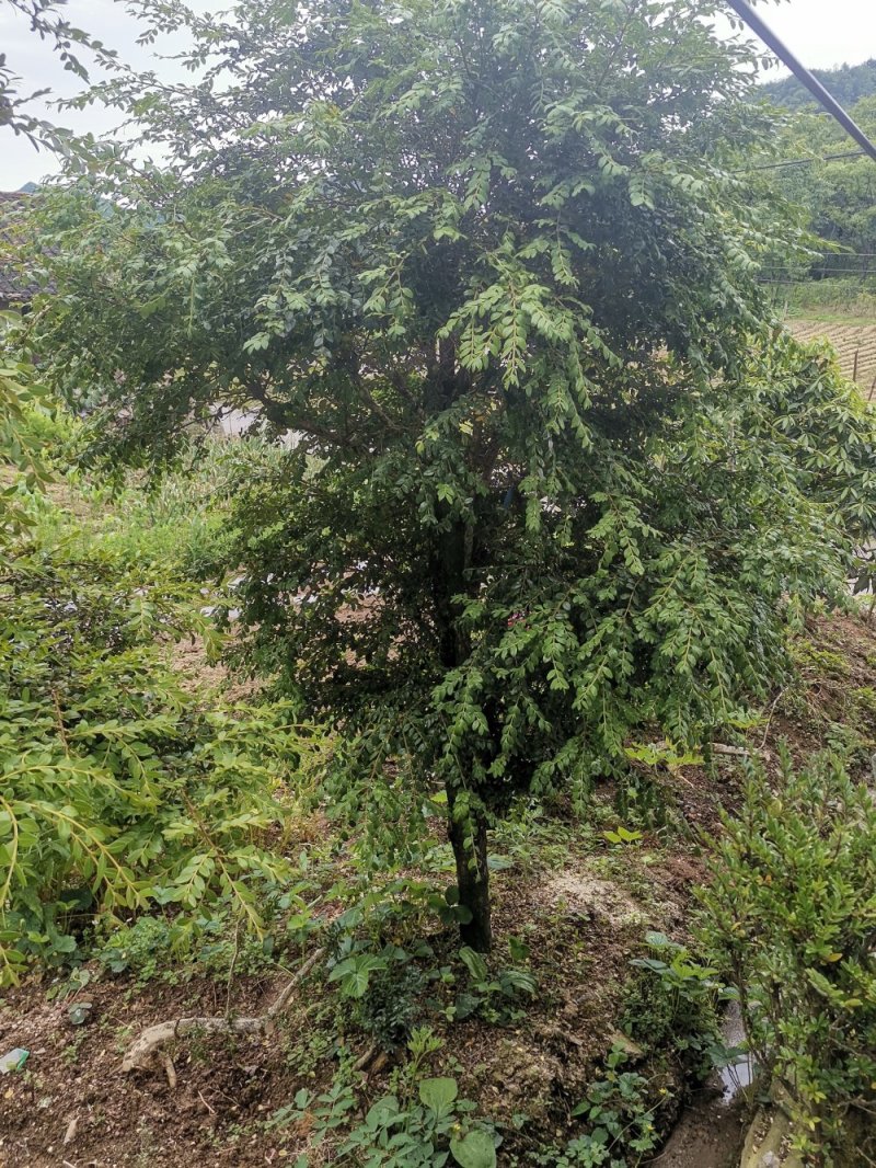 瓜子黄杨