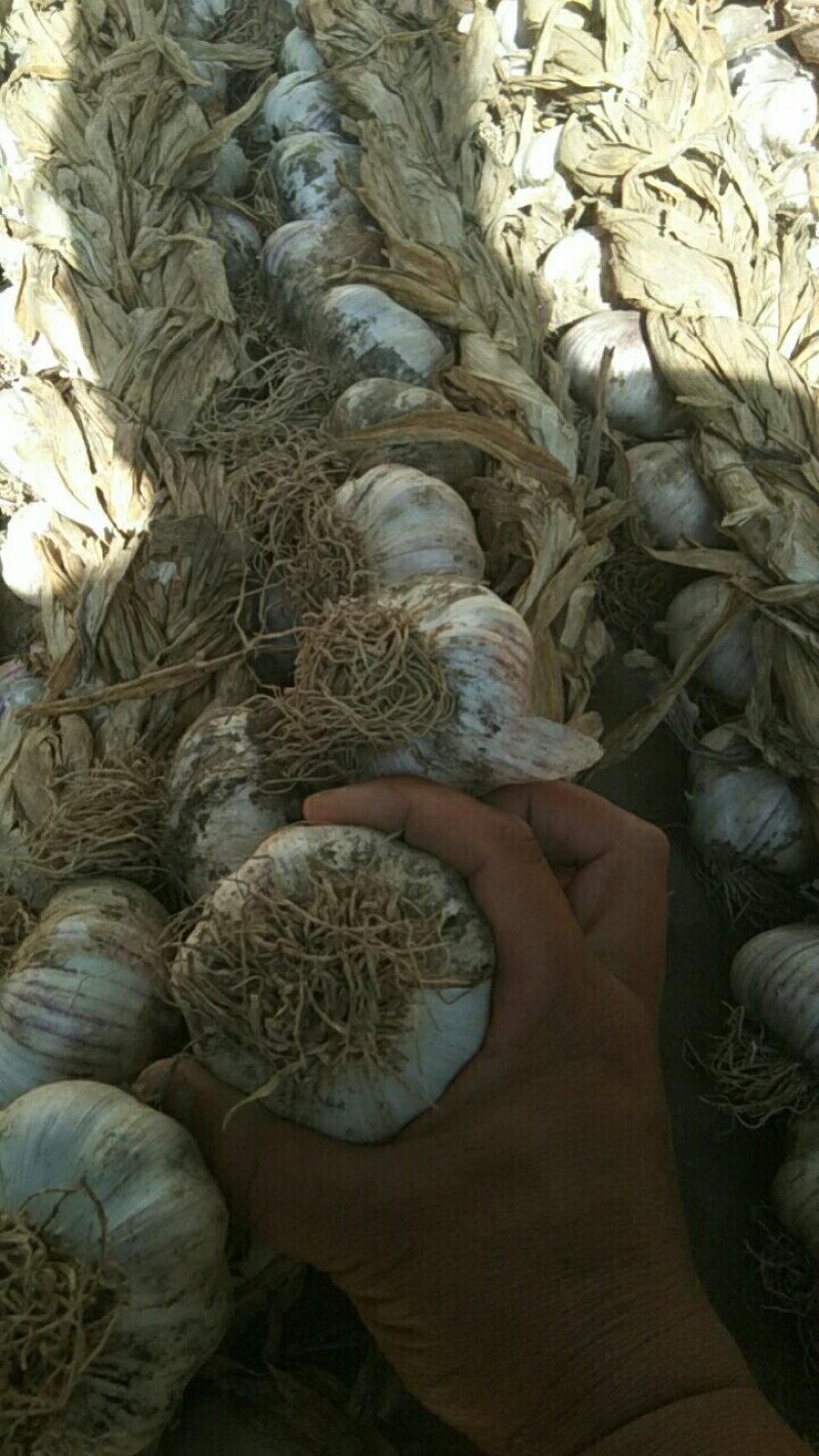 紫皮辫子蒜