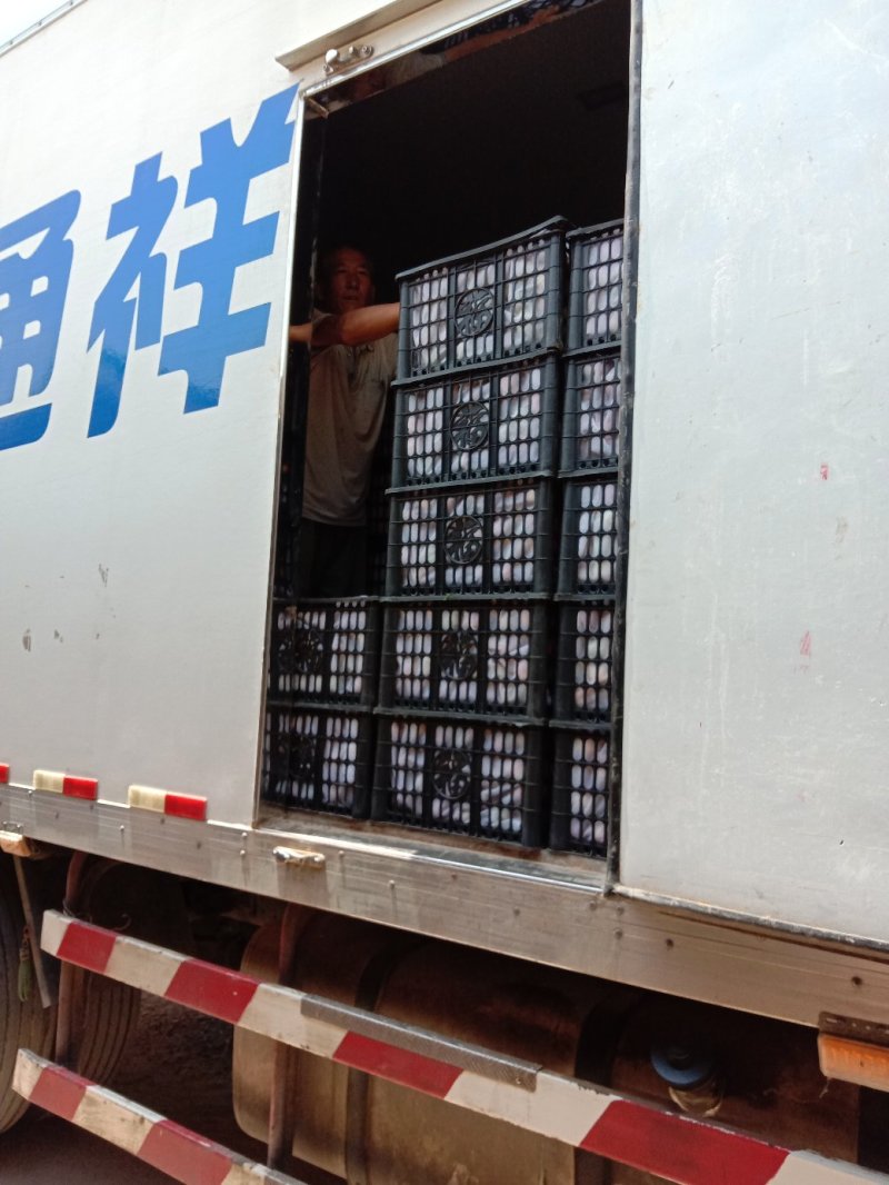 曙光油桃，19号，早4号