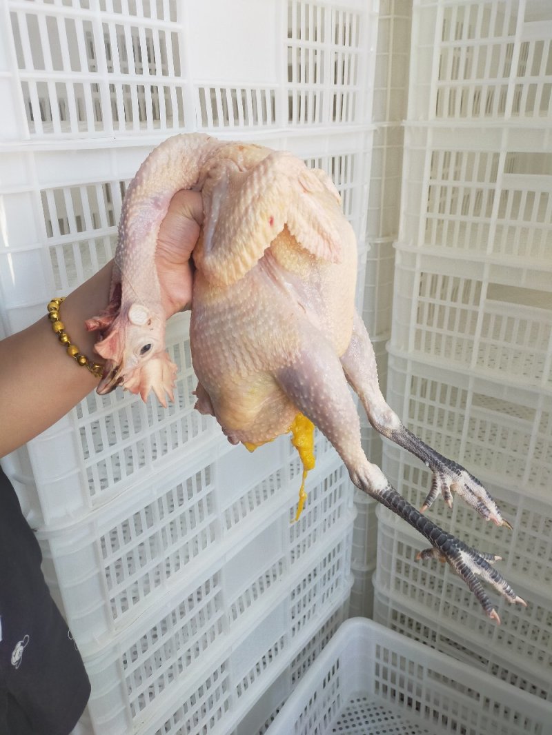 常年供应土鸡柴鸡老母鸡白条鸡保证质量包邮一件代发