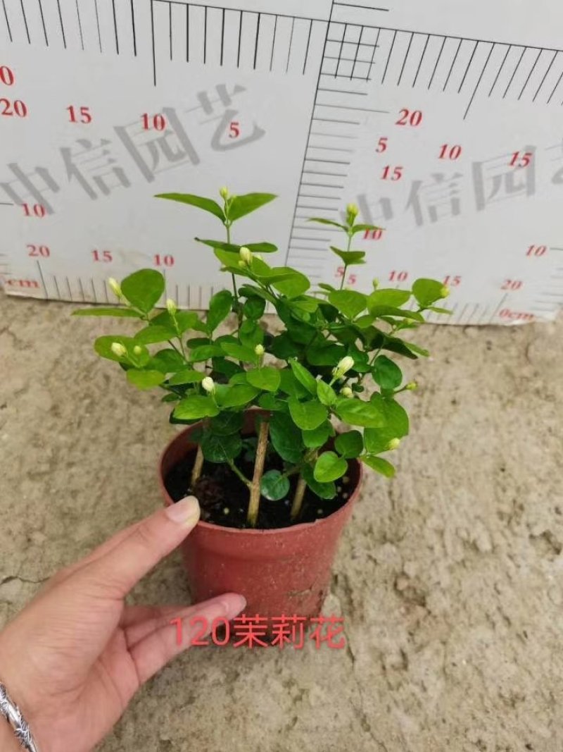 茉莉花茉莉花苗1元一棵基地直销