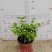 茉莉花茉莉花苗1元一棵基地直销