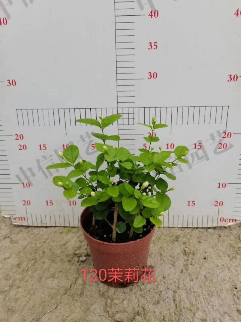 茉莉花茉莉花苗1元一棵基地直销