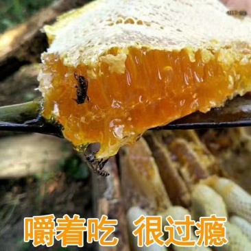包邮【秦岭正宗圆棒棒桶野生土蜂巢蜜】假一赔十土蜂百花巢蜜