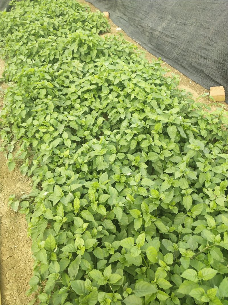 血通菜，血管清道夫，前景广阔