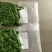 树仔菜/益肝菜/天绿香，正宗野菜