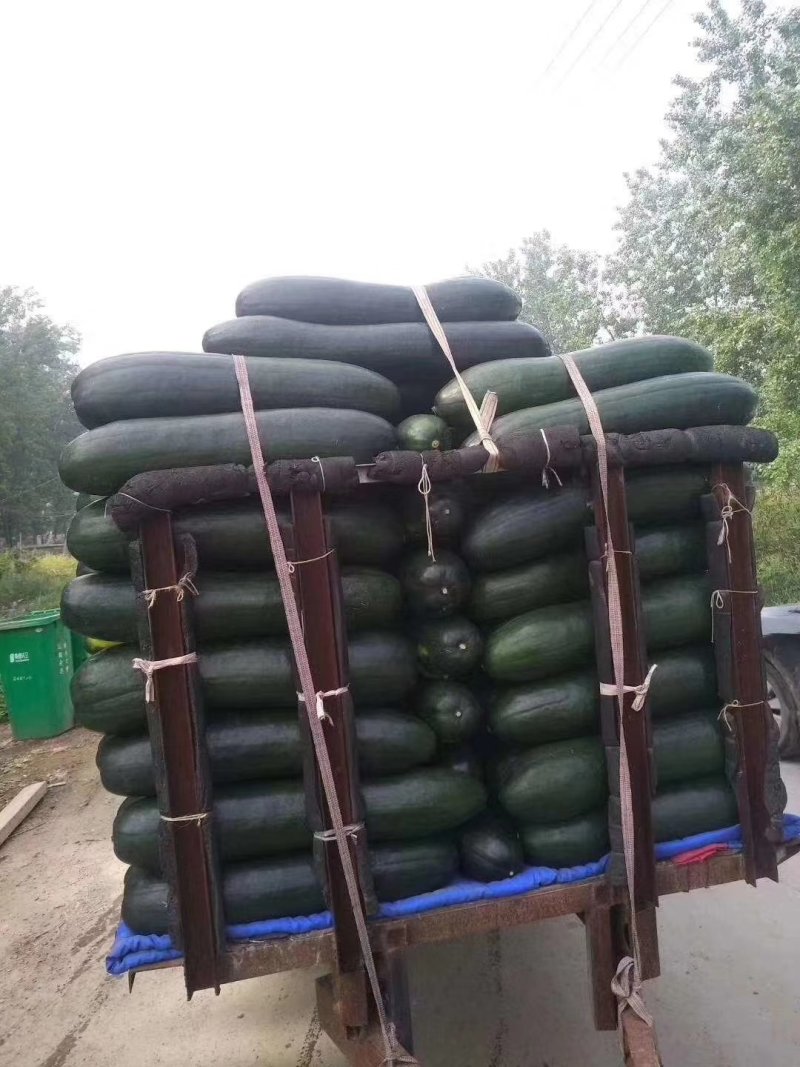 精品冬瓜，产地直发大量供应支持线上交易保证质量
