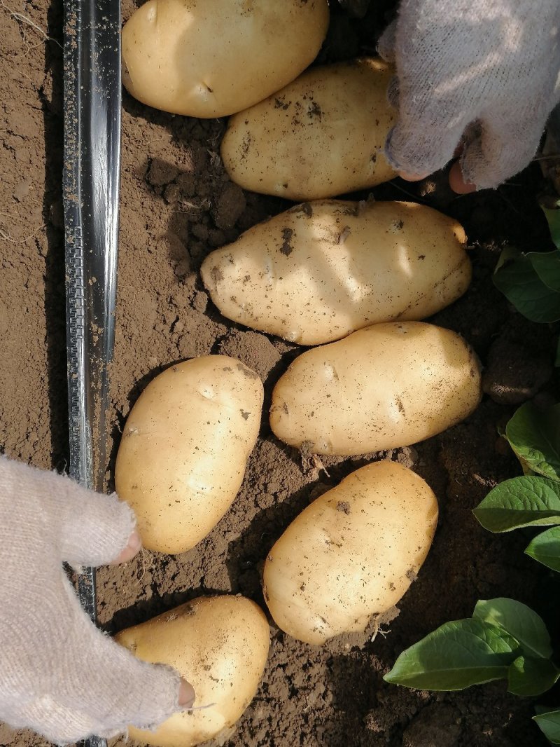 平度市精品大棚荷兰十五土豆大量供应，大小车随装