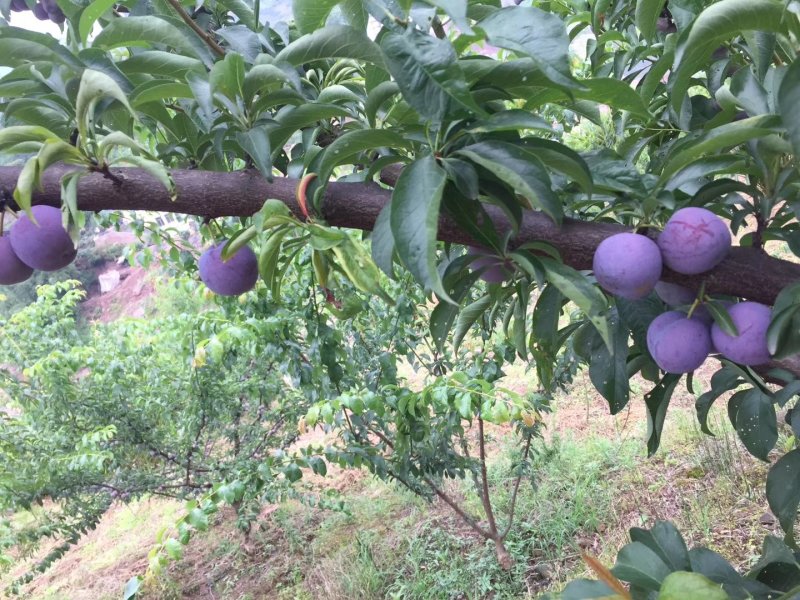 四川茵红李系列〈五月脆