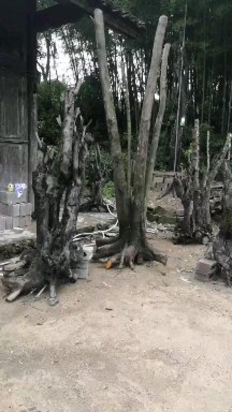 金弹子