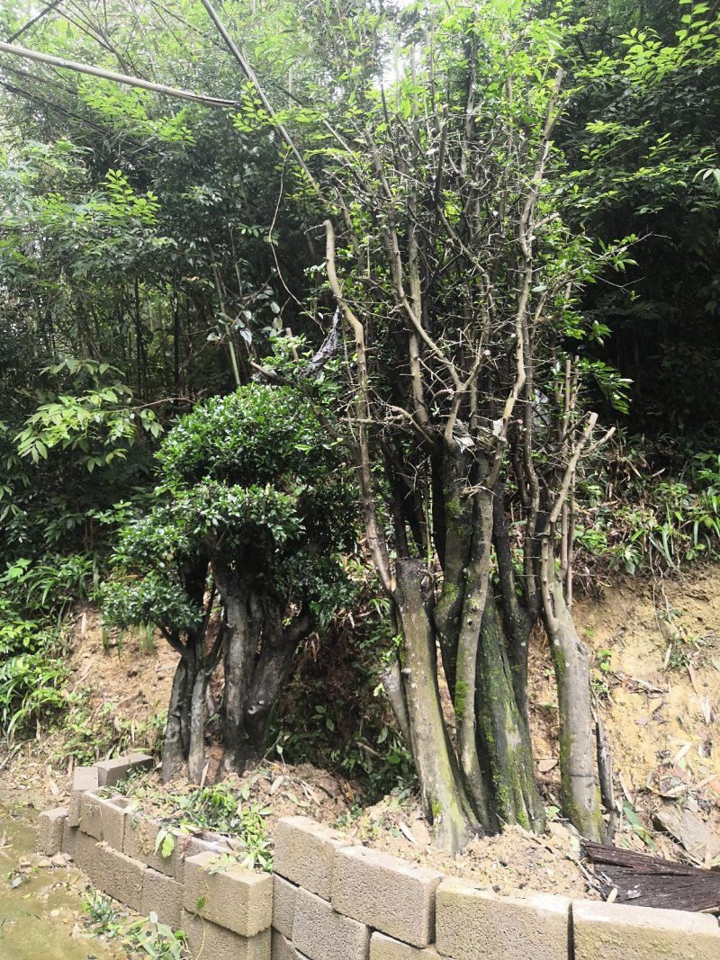 金弹子