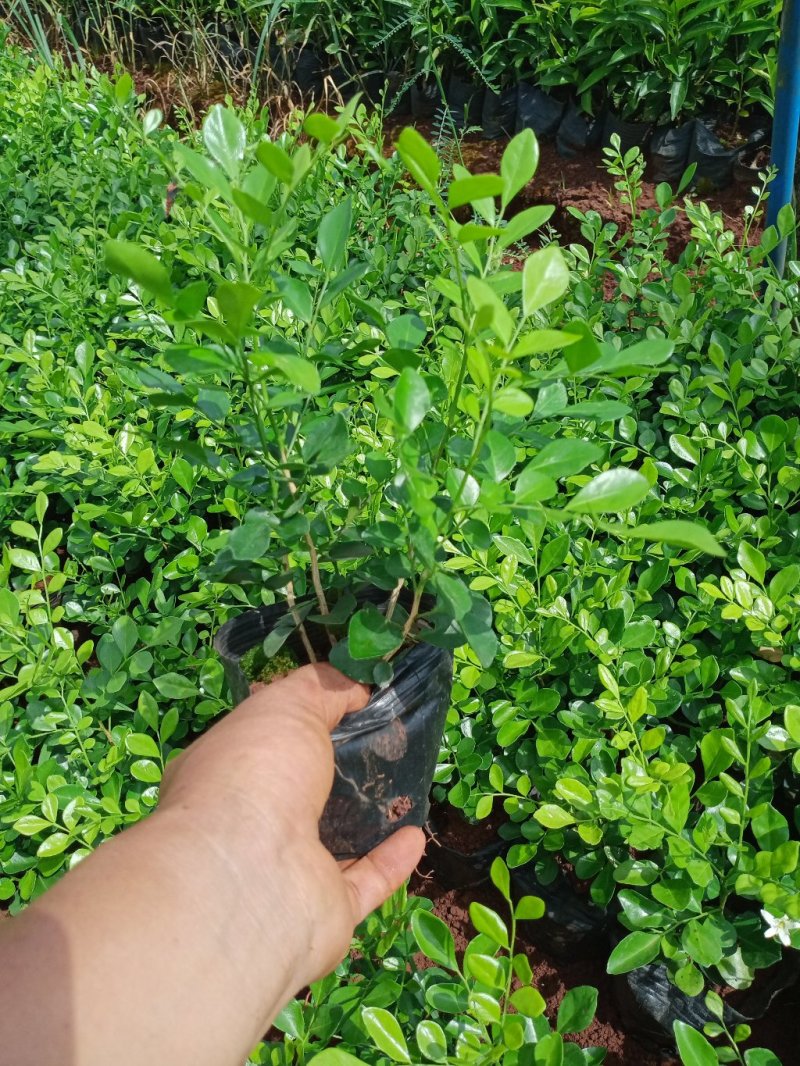 九里香各种规格的有需要的联系我