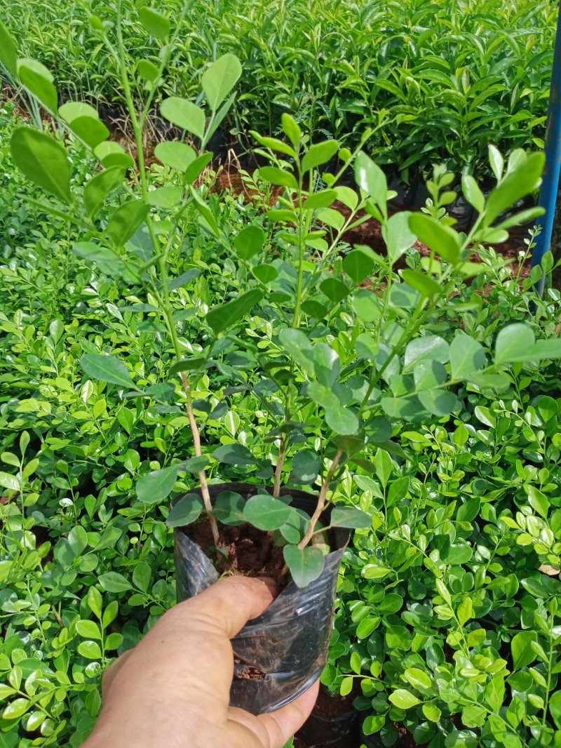 九里香各种规格的有需要的联系我