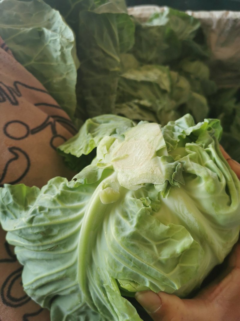 兰州高原夏菜即将大量上市，大型冷库预订开始，万亩蔬菜基地