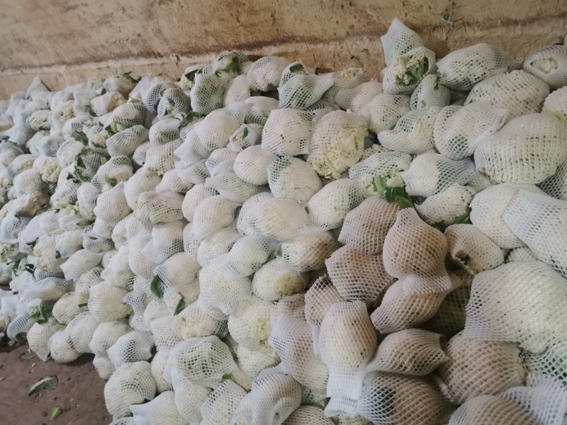 兰州高原夏菜即将大量上市，大型冷库预订开始，万亩蔬菜基地