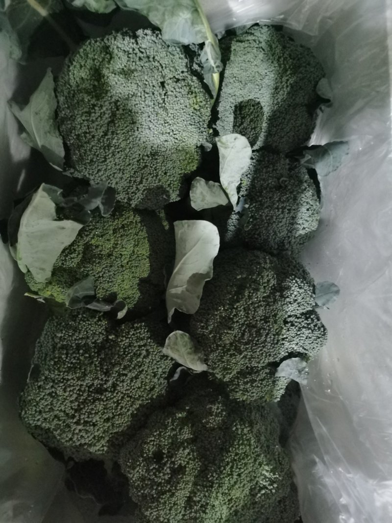 兰州高原夏菜即将大量上市，大型冷库预订开始，万亩蔬菜基地