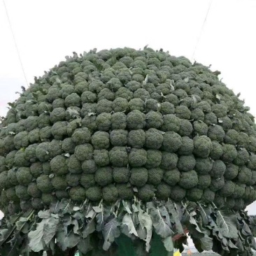 兰州高原夏菜即将大量上市，大型冷库预订开始，万亩蔬菜基地