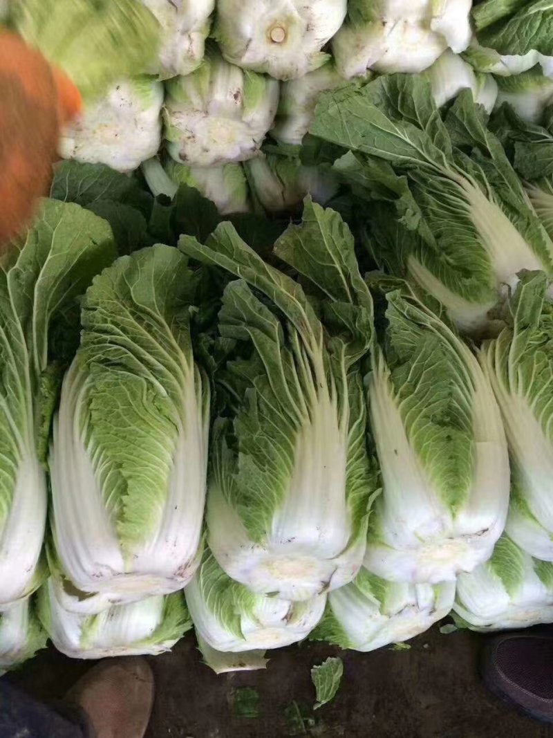 兰州高原夏菜即将大量上市，大型冷库预订开始，万亩蔬菜基地