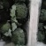 兰州高原夏菜即将大量上市，大型冷库预订开始，万亩蔬菜基地