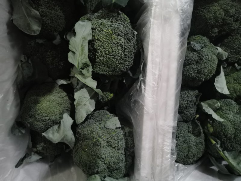 兰州高原夏菜即将大量上市，大型冷库预订开始，万亩蔬菜基地