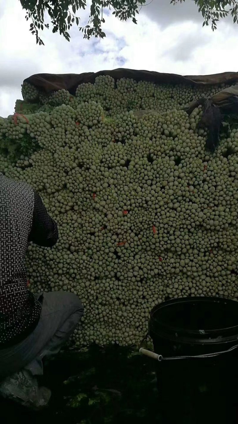兰州高原夏菜即将大量上市，大型冷库预订开始，万亩蔬菜基地