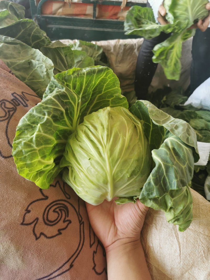 兰州高原夏菜即将大量上市，大型冷库预订开始，万亩蔬菜基地