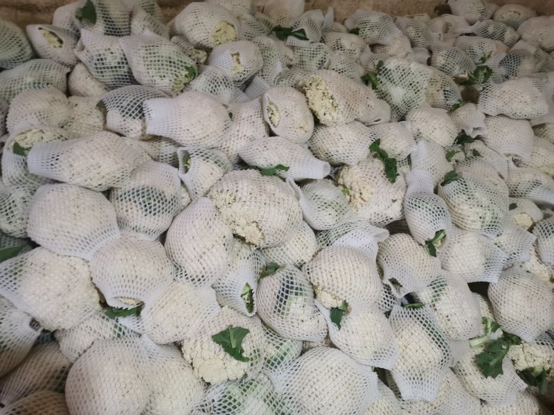 兰州高原夏菜即将大量上市，大型冷库预订开始，万亩蔬菜基地