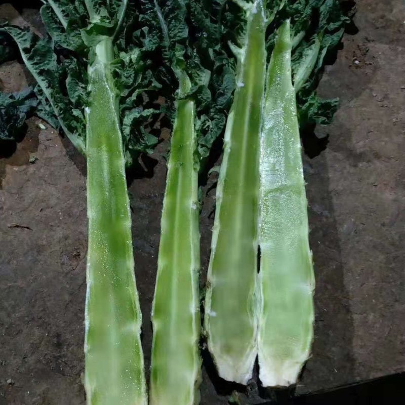 兰州高原夏菜即将大量上市，大型冷库预订开始，万亩蔬菜基地