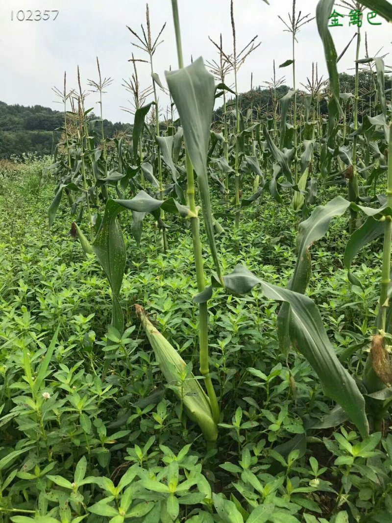 可生吃的冰糖牛奶水果玉米甜度19+6支38元