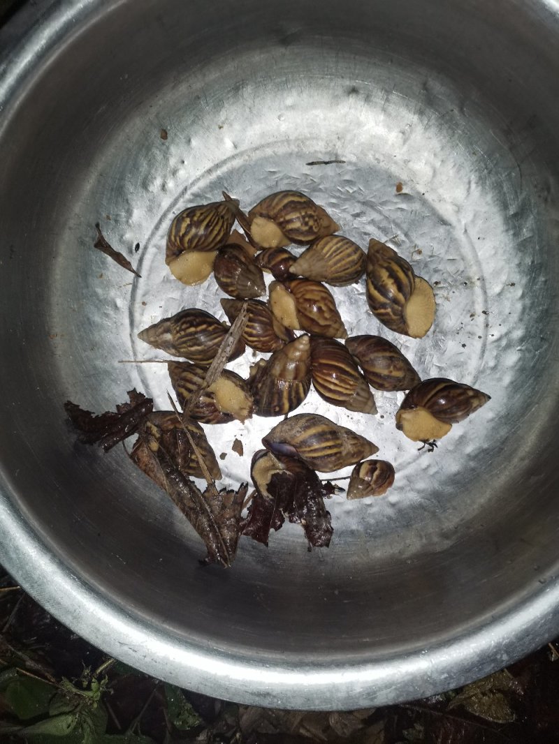 大量白玉蜗牛出售，欢迎前来订购