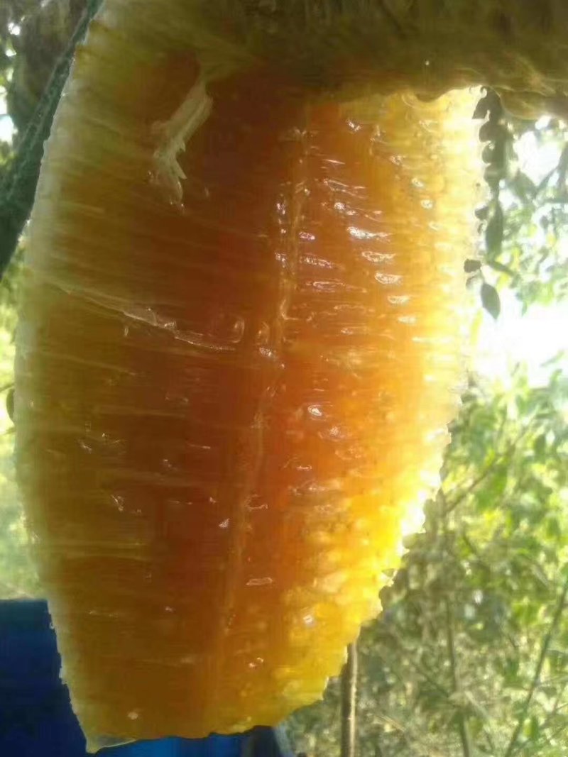 少量供应老挝野生蜂蜜