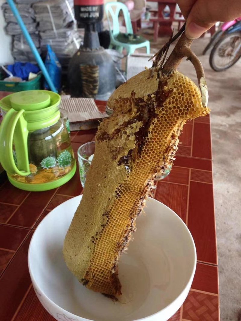 少量供应老挝野生蜂蜜