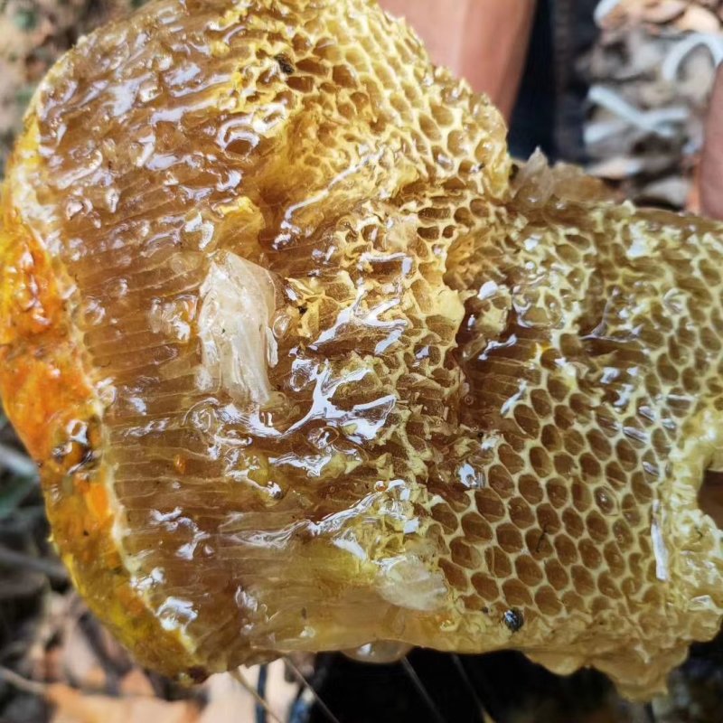 少量供应老挝野生蜂蜜