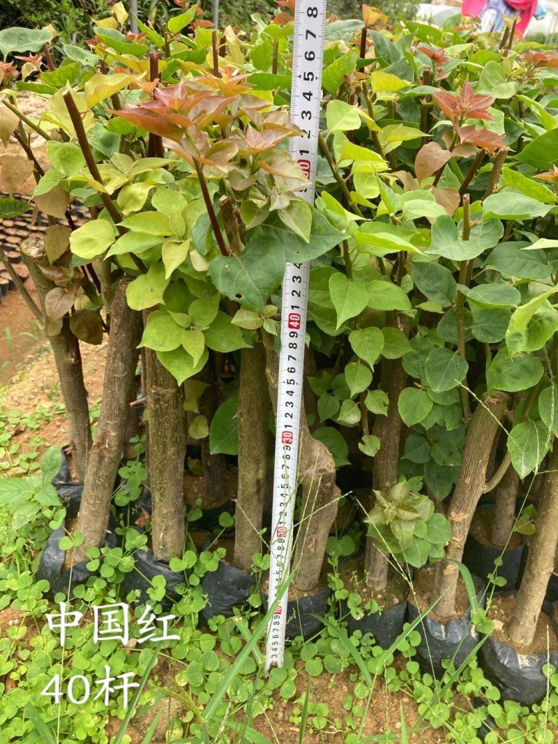 云南紫，小叶紫，中国红，40-70杆三角梅