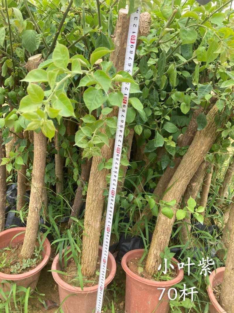 云南紫，小叶紫，中国红，40-70杆三角梅