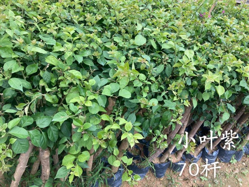 云南紫，小叶紫，中国红，40-70杆三角梅