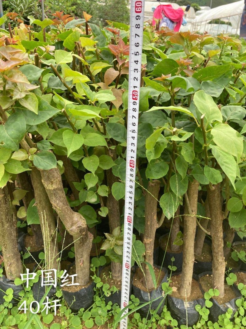 云南紫，小叶紫，中国红，40-70杆三角梅